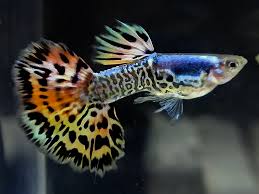 Galaxy Guppy